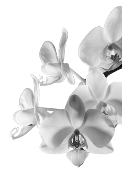 White orchid